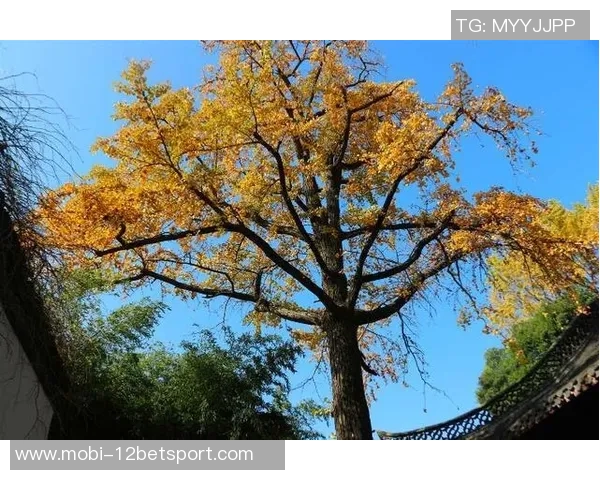 早报：期待已久的时刻终于到来，今天将迎来重要时刻